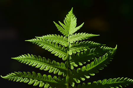 selective focus photography of green leafed plant thumbnail