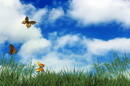 three Monarch butterflies fluttering over green grass field thumbnail