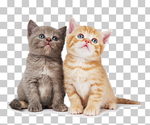 British Shorthair Ragdoll Chartreux Kitten Dog, Cat, two orange and gray tabby kittens PNG clipart