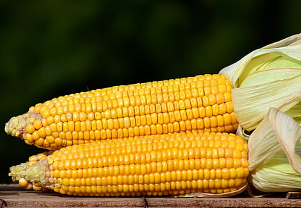 shallow focus photography of corns thumbnail