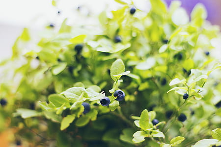 closeup photo of blueberry fruits thumbnail