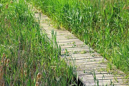 gray wooden pathway between grass during daytime thumbnail