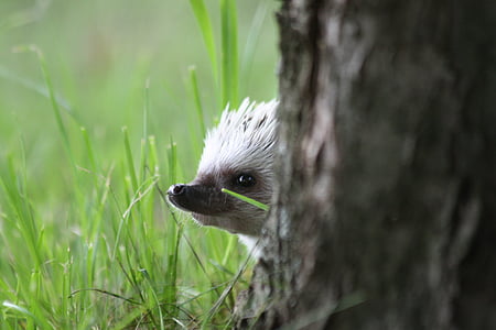 white hedgehog behind tree thumbnail