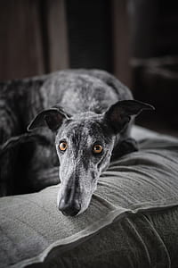 selective focus photography of greyhound thumbnail