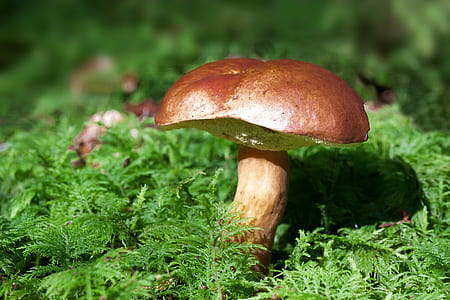 brown mushroom at daytime thumbnail