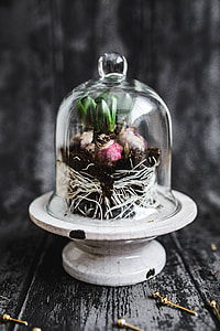 Close-ups of green potted plants thumbnail