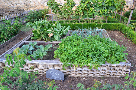green plant potted lots thumbnail