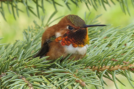 brown and black humming bird on green leaf tree thumbnail