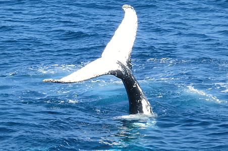 focus photography of whale tail thumbnail