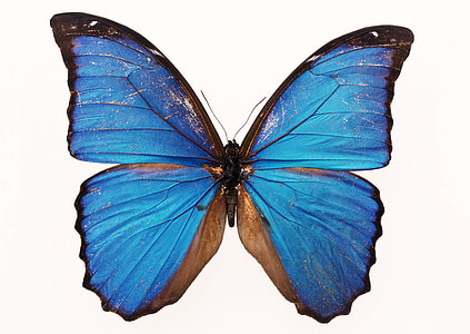 Ulysses butterfly closeup photography thumbnail