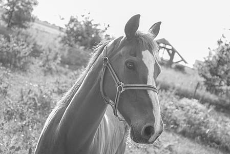 black-and-white, animal, farm, outdoors thumbnail