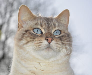 closeup photo of brown tabby cat thumbnail