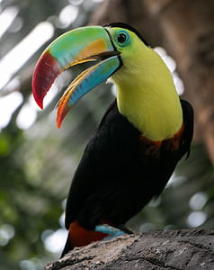 black and yellow toucan thumbnail