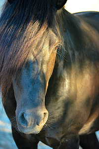 photo of brown horse thumbnail