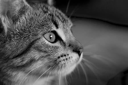 grayscale photo of cat thumbnail