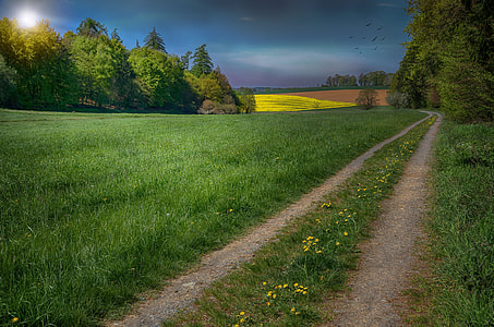 empty road with green grass and yellow flower under blue sky with birds soaring in the sky thumbnail