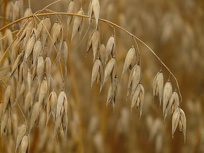 depth of field photography of brown leafed plant thumbnail
