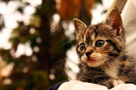 brown and white tabby kitten thumbnail