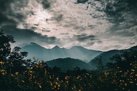yellow flower field under cloudy sky thumbnail