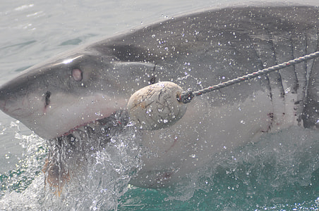 shark on body of water thumbnail