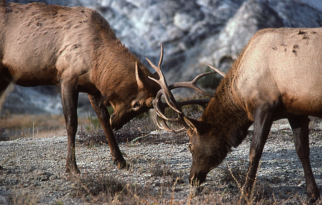 focus photograph of two fighting bucks thumbnail