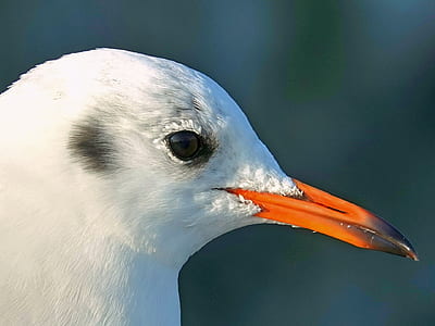 white and orange beaked bird thumbnail