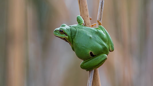 selective focus photography of green frog on stick thumbnail