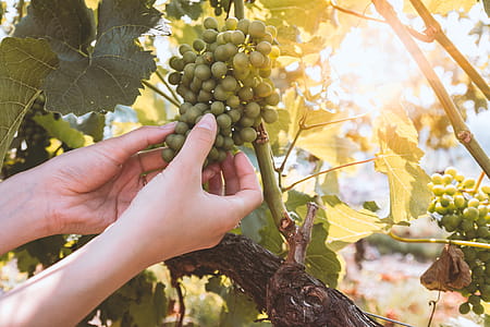 Farmer in his vineyard checking his product for wine thumbnail