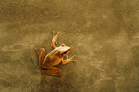 brown frog on concrete floor thumbnail