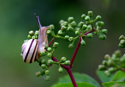 brown snail on green flower thumbnail