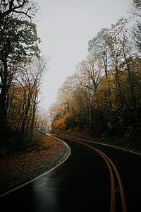 gray asphalt road surrounded green trees field thumbnail