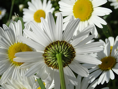 white flowers thumbnail