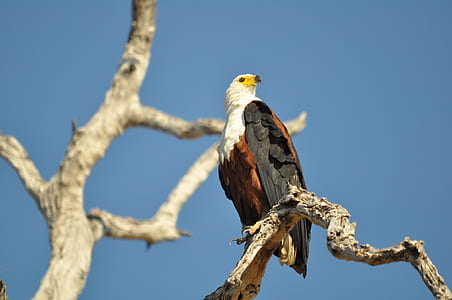 bald eagle thumbnail