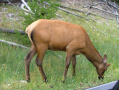 Female Elk in Yellowstone National Park, Wyoming thumbnail