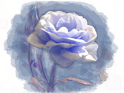 white rose illustration thumbnail