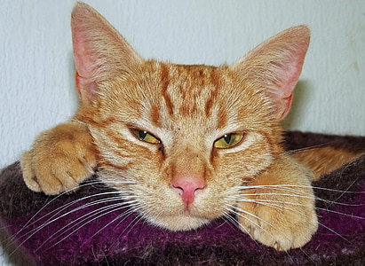 brown cat thumbnail