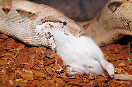 brown snake eating laboratory mouse thumbnail
