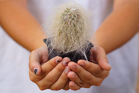 person holding cactus plant thumbnail