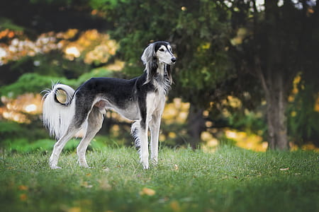 adult white and black saluki thumbnail