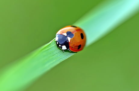 selective focus photography of red ladybug perching on green leaf thumbnail
