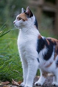 calico cat on brown soil thumbnail