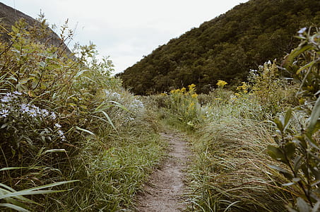 pathway surrounded with green grass thumbnail