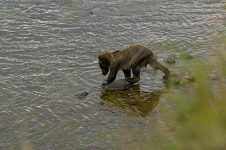 brown bear walking on body of water thumbnail