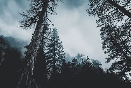 nature, forest, trees, silhouette thumbnail