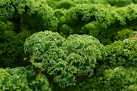 green leafy vegetable thumbnail