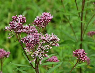 selective focus photography of purple verbena flowers thumbnail