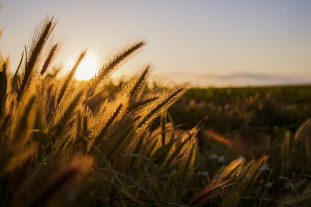 brown-and-green grasses thumbnail