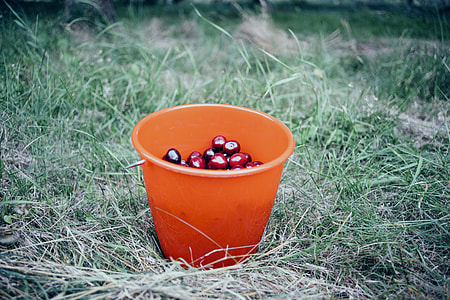 Red bucket with cherries thumbnail