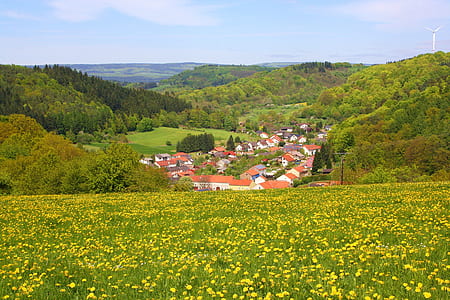 yellow flower garden during daytime thumbnail