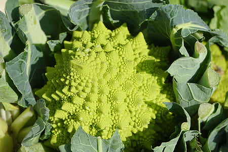 close-up photo of broccoli thumbnail